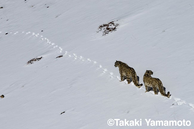 雪原で獲物の気配を探るユキヒョウの双子