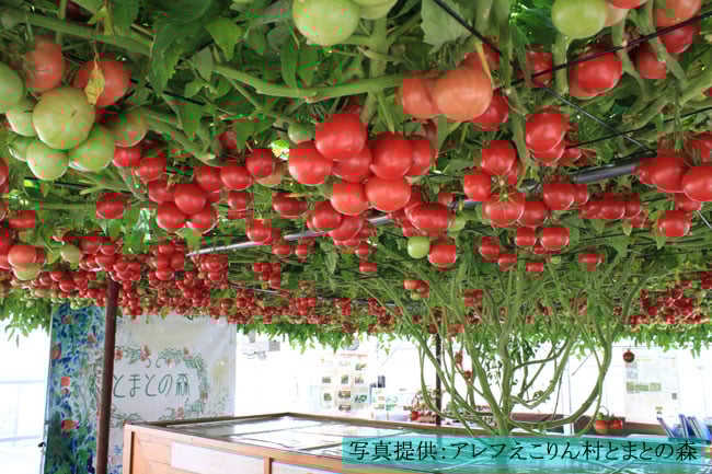 写真提供:アレフえこりん村とまとの森