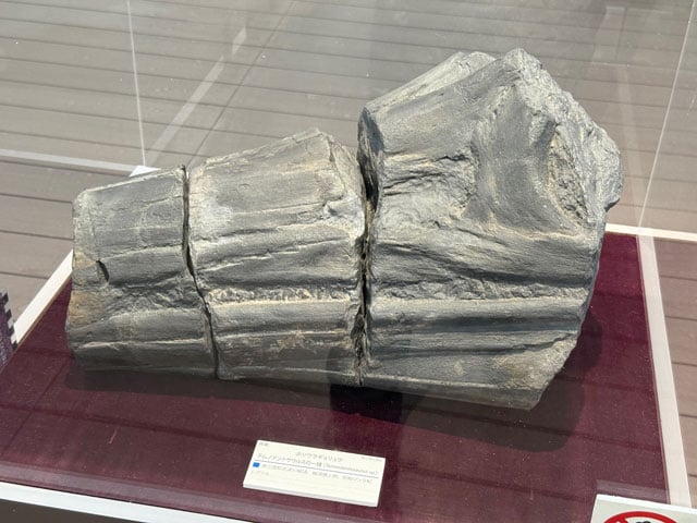 魚竜の頭の化石(レプリカ)