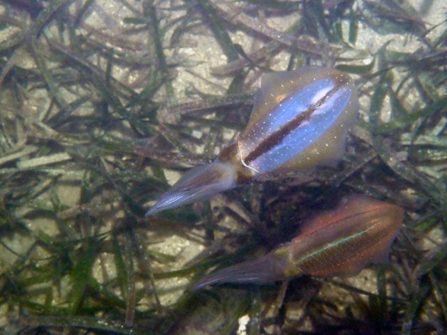 アメリカアオリイカの求愛