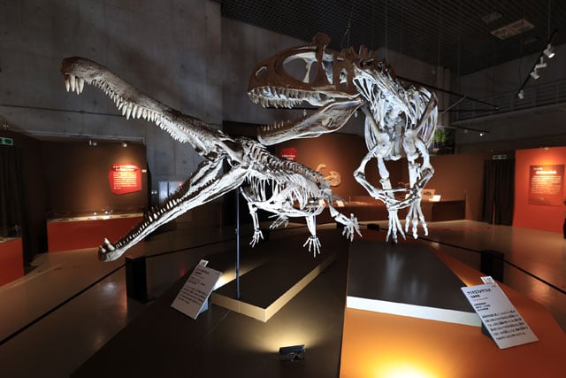 写真協力：国立科学博物館