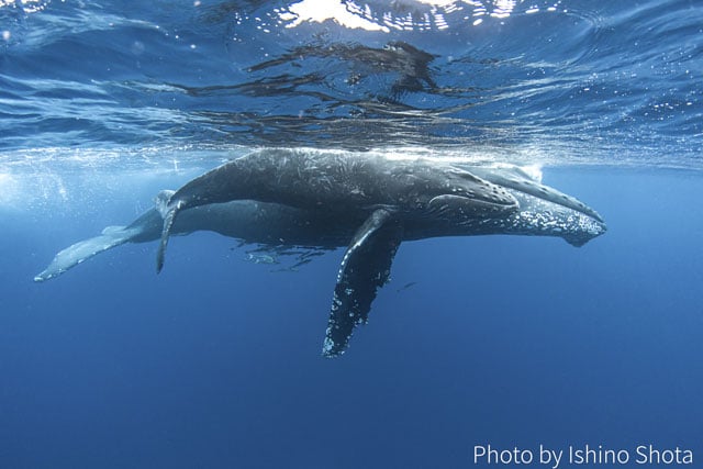 写真協力：石野昇太