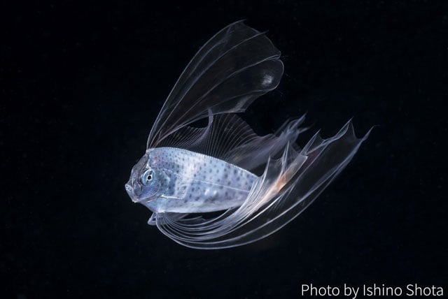 写真協力：石野昇太