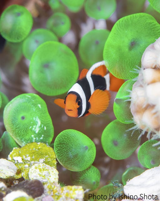 写真協力：石野昇太