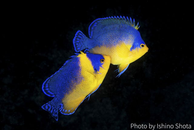 写真協力：石野昇太