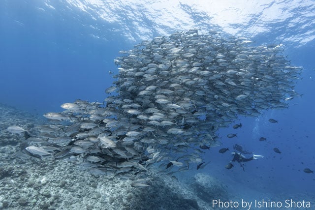 写真協力：石野昇太