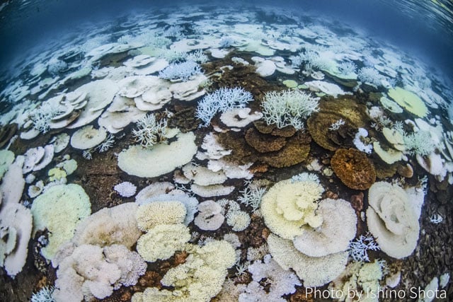 写真協力：石野昇太