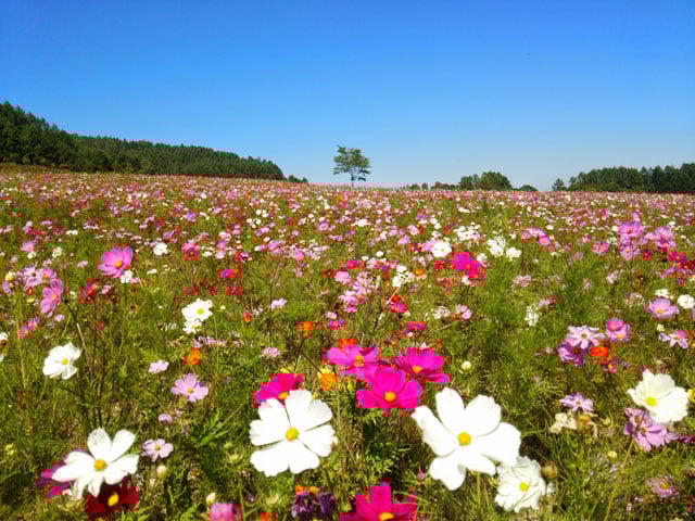 写真協力：オホーツク音楽工房