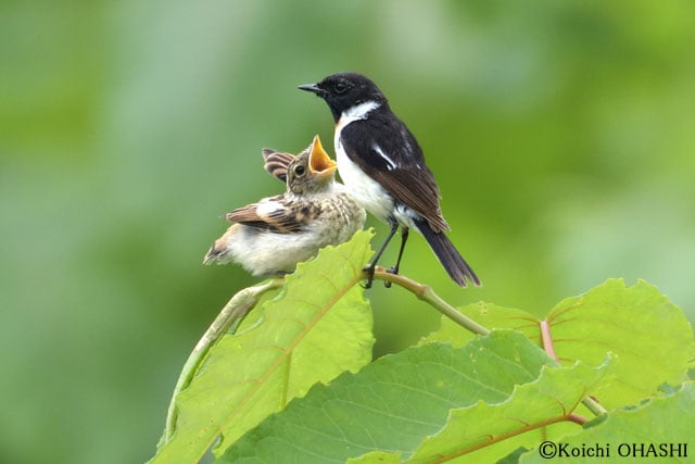 写真協力：大橋弘一