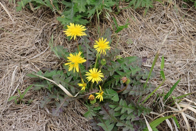 写真協力：岩槻秀明