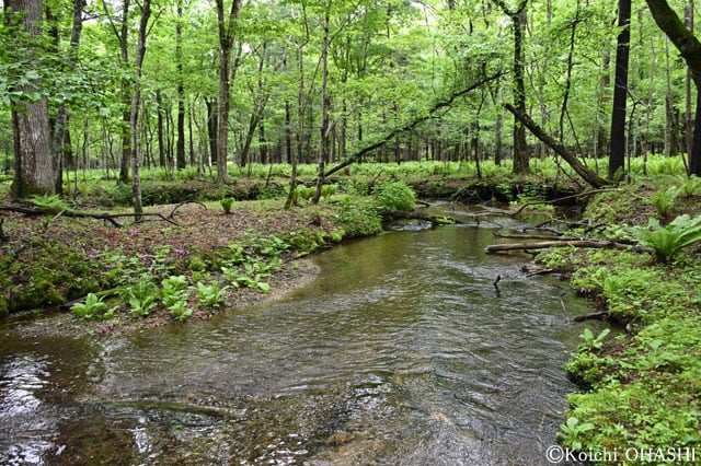 写真協力：大橋弘一
