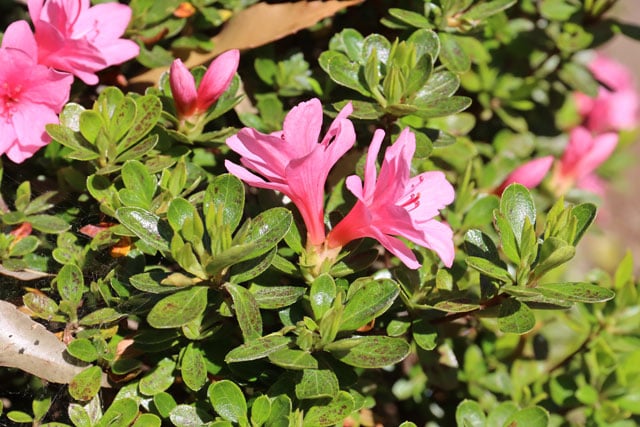 写真協力：岩槻秀明