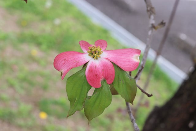 写真協力：岩槻秀明