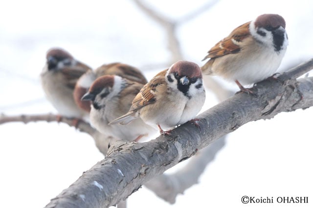 写真協力：大橋弘一