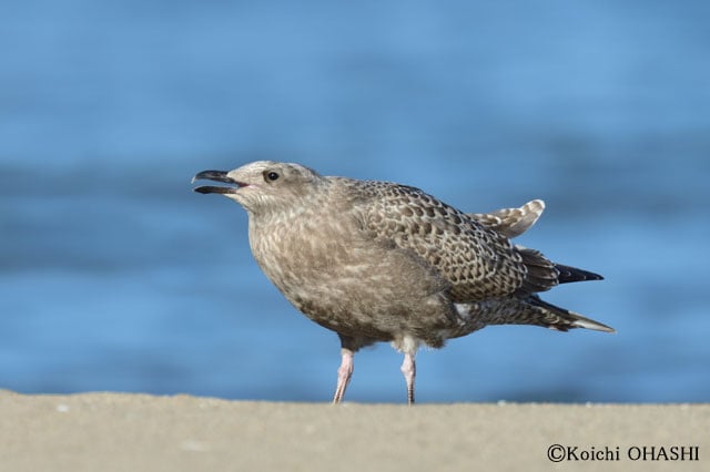 写真協力：大橋弘一
