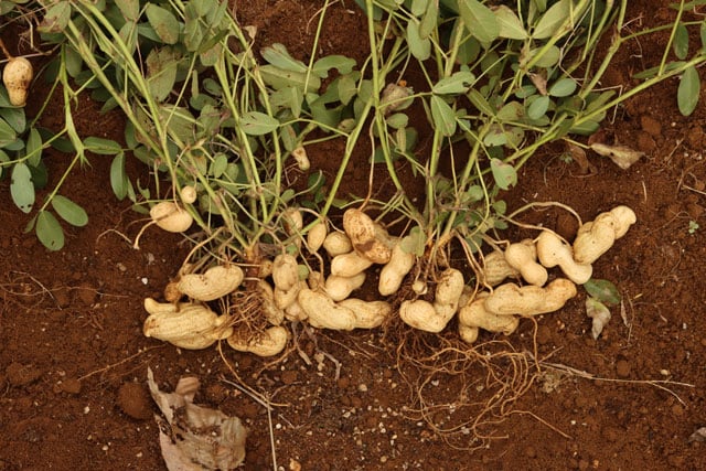 写真協力：岩槻秀明