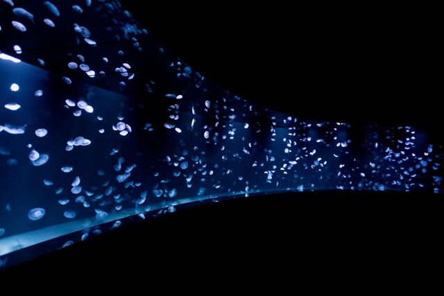 写真協力：サンシャイン水族館