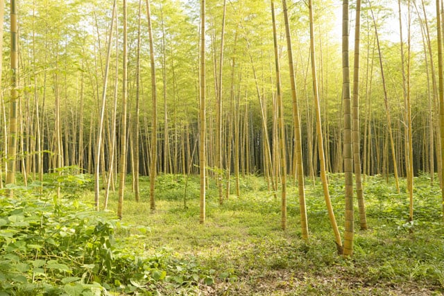 写真協力：ワカヤマファーム