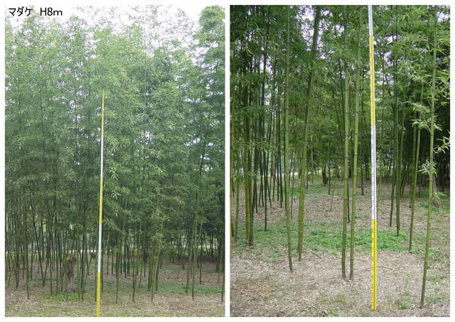 写真協力：ワカヤマファーム