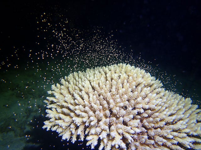 写真協力：サンシャイン水族館