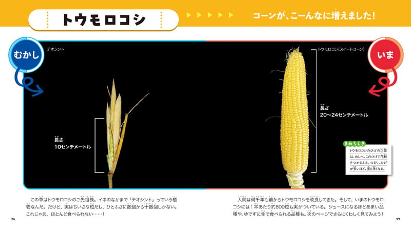 写真協力:『こんなにかわった! やさいくだもの むかし・いま』ほりかわあきな・著/農研機構・監修/講談社