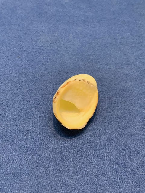 写真協力:茂木みかほ