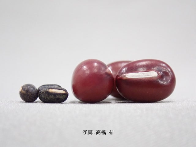 ヤブツルアズキ（左）アズキ（右）